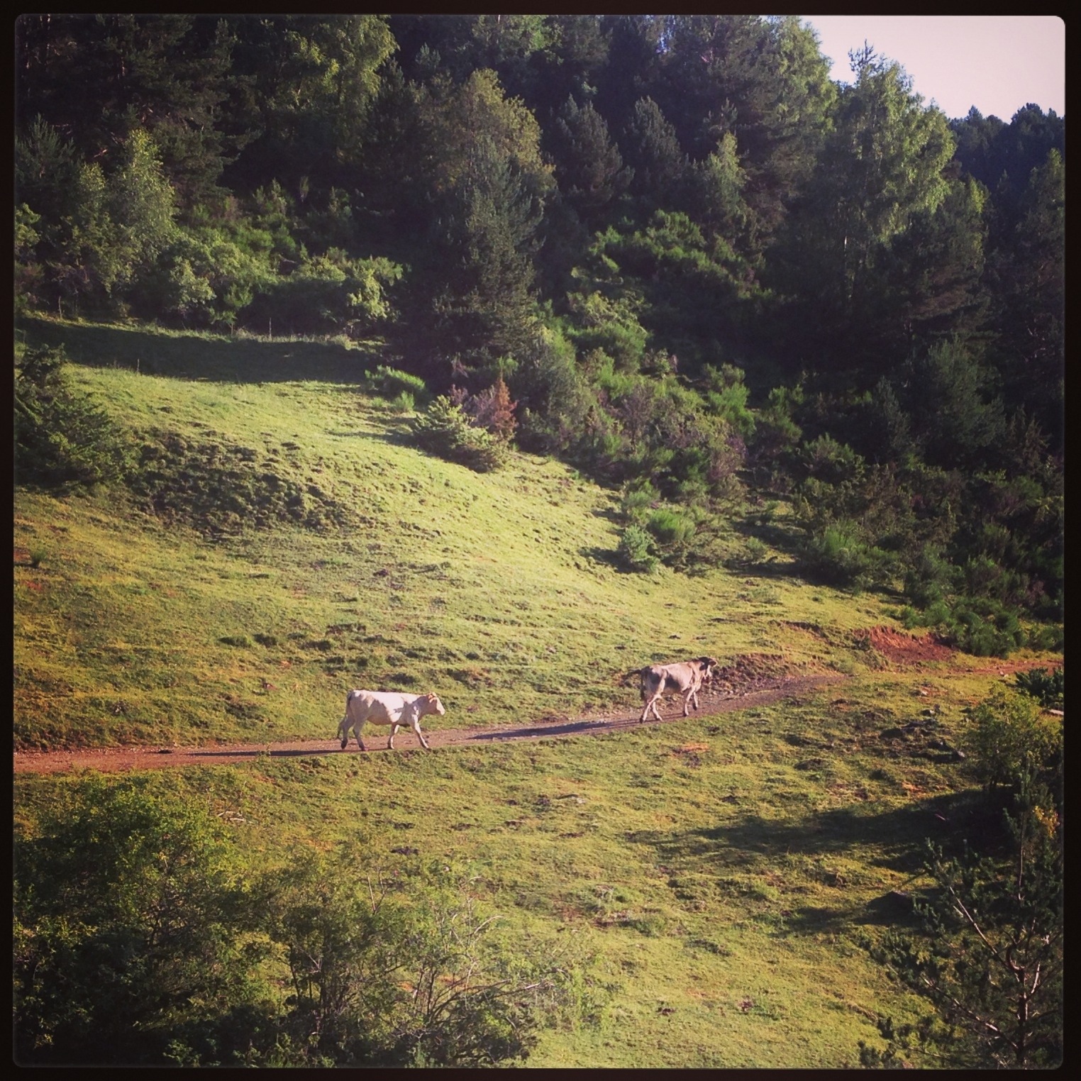 20130731-064145.jpg